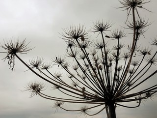 Large silhouette of a dry plant hogweed against a gray sky. Natural background.