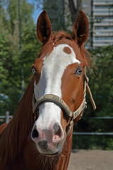 Naklejka premium Portret konia
