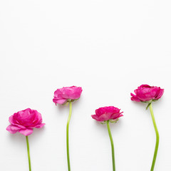 Obraz premium Pink ranunculus flowers on white background. Floral composition, flat lay, top view, copy space