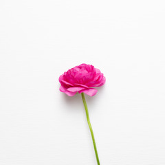 Pink ranunculus flower on white background. Floral composition, flat lay, top view, copy space