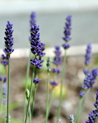 Lavendel