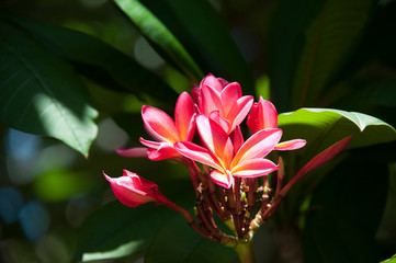 Pink and Yellow Plumeria Flowers, Tropical Flowers