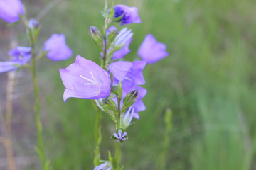  blue bells grow in a field in summer, close-up