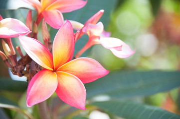Pink, Yellow, White Plumeria, Tropical Flowers