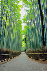 京都　嵐山の竹林の道