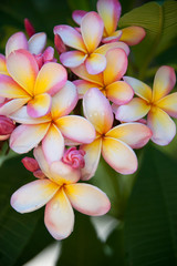 Fototapeta na wymiar Pink, Yellow, White Plumeria, Tropical Flowers