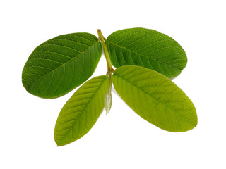 guava leaf on white background