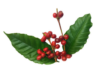 branch with red berries on white background