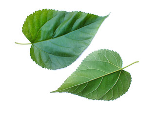 green leaf isolated on white background