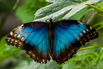 Blauer Morphofalter