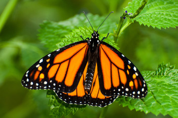 Monarchfalter