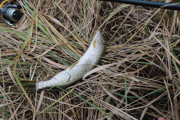 pike in the autumn grass on a fishing trip with a reel from a spinner