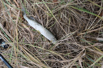 pike in the autumn grass on a fishing trip with a reel from a spinner