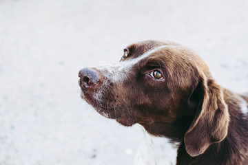 Portrait d'un chien de chasse de race épagneul