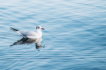 Mouette rieuse en train de nager sur la mer