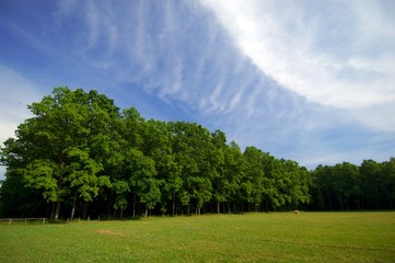 Naklejka premium forest