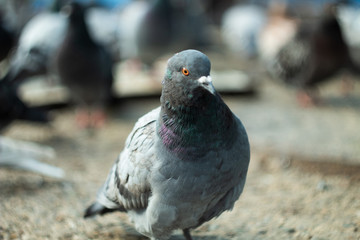A domestic pigeon Columba livia close up
