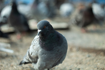 A domestic pigeon. Columba livia close up