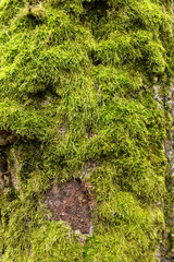 Green moss on a tree as a background image. Natural background.