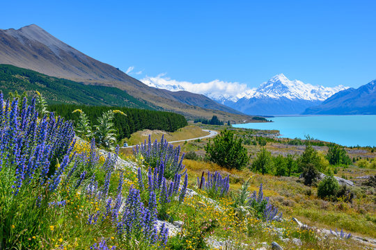 The roadside has beautiful Lupin flowers in the summer. Background overlooking Mount cook at Lake Pukaki, New Zealand.