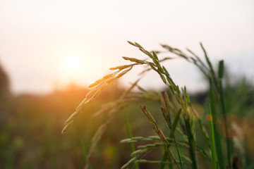Golden yellow plump rice grain, plump in rice fields, need warm sunlight in the morning.