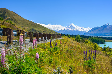 Naklejka premium The roadside has beautiful Lupin flowers in the summer. Background overlooking Mount cook at Lake Pukaki, New Zealand.