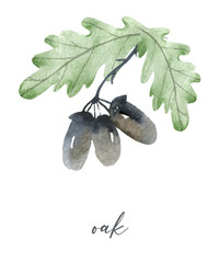 Cute forest icons. Scandinavian watercolor symbols. Woodland decoration illustration. Forest wildlife set graphics.