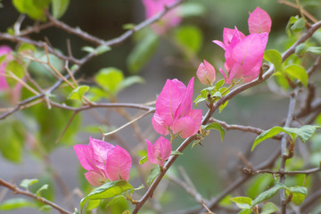 pink bougainvillea flower in garden