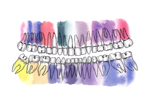 Watercolor sketch with a tooth row. The structure of the teeth