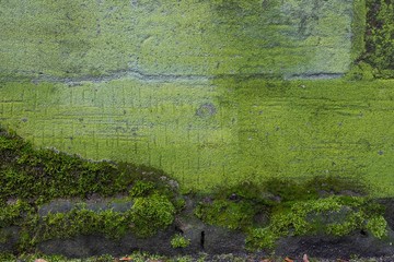 Moss on an Old Wall