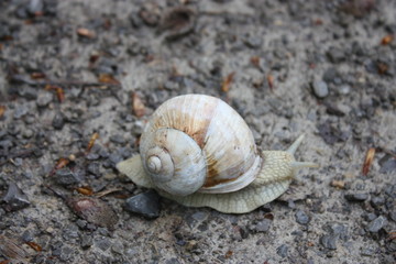 shell