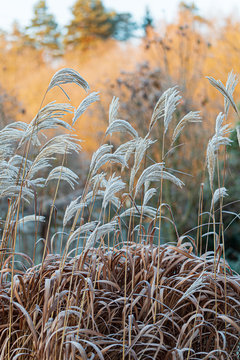 Miscanthus in the winter garde