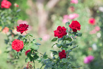 Red rose flower in garden. Nature background