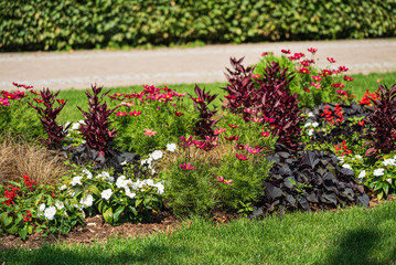 summer garden with nice flowers