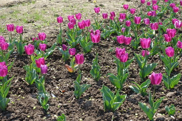 Flower bed with bright pink tulips in April