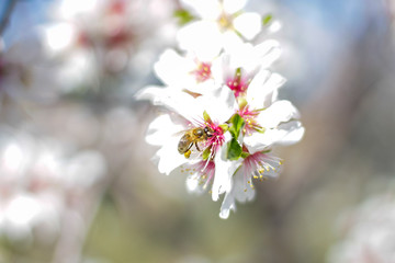 Macro photography of a bee collecting pollen on the flower of an almond tree during spring, selective focus