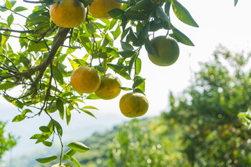 Closeup of satsumas (Bang Mot tangerine) ripening on tree