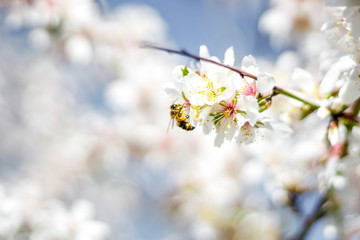 Macro photography of a bee collecting pollen on the flower of an almond tree during spring,...