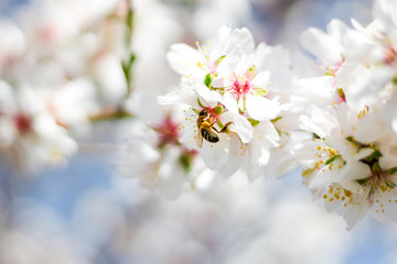Obraz premium Macro photography of a bee collecting pollen on the flower of an almond tree during spring, selective focus