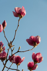blooming pink magnolia blossoms on a branch
