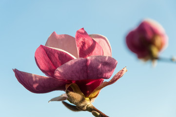 blooming pink magnolia blossoms on a branch