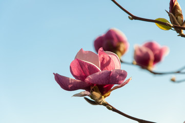 blooming pink magnolia blossoms on a branch