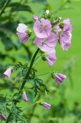 white and pink blooming Sidalcea Checkerbloom