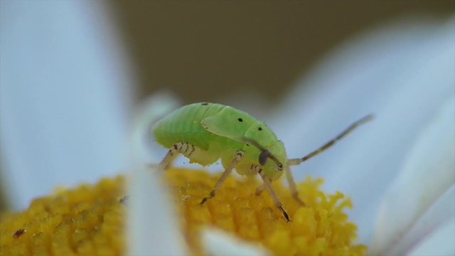 Wanze, Nymphe saugt an Bl&uuml;te, Eifel