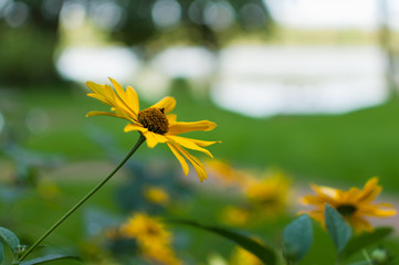 closeup of bloomin yellow coneflower