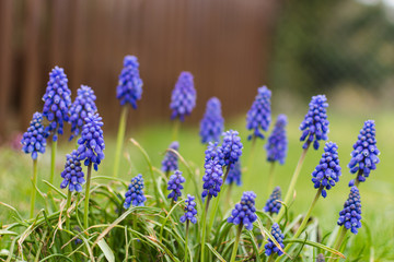 closeup of blooming blue Grape hyacinth