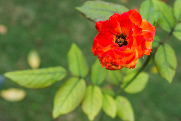 closeup of blooming red and orange rose