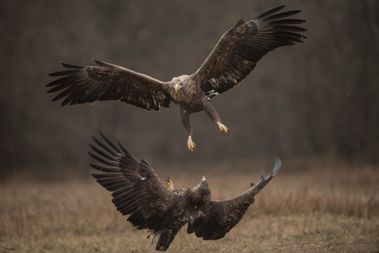 White-tailed eagles fighting in flight with fully open wings