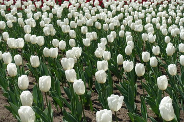 Cup shaped white flowers of tulips in April