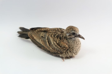 Baby pigeon on white background